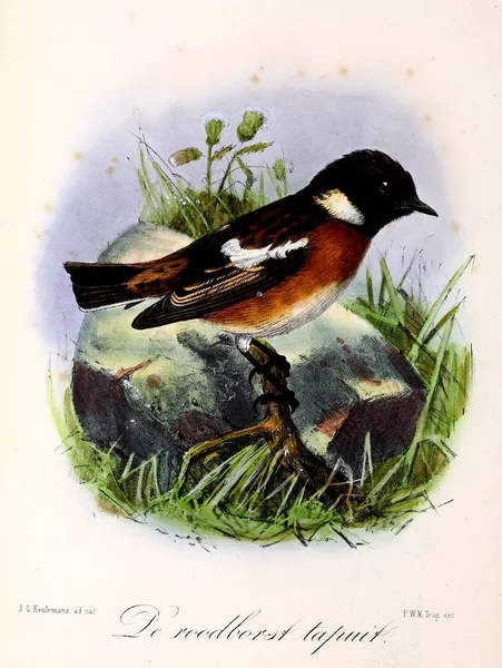 Εικονογράφηση Ενός Πουλιού Onze Vogels Huis Tuin — Φωτογραφία Αρχείου