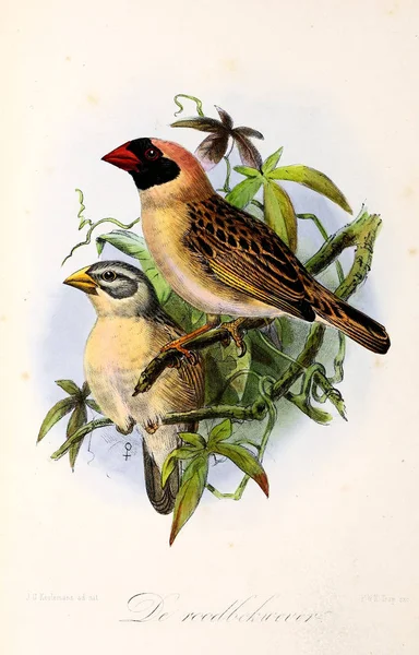 鳥のイラスト Onze Vogels Huis Tuin — ストック写真