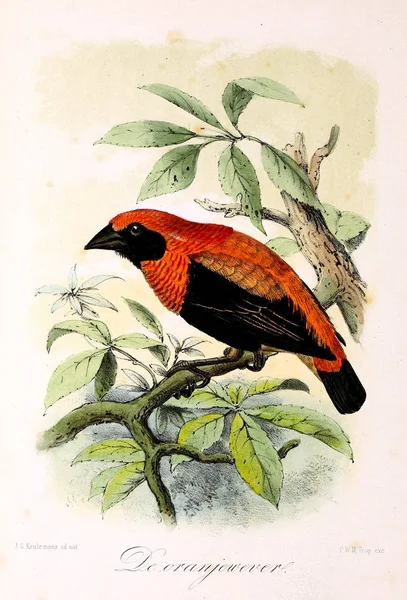 Ilustrace Ptáka Onze Vogels Huis Tuin — Stock fotografie