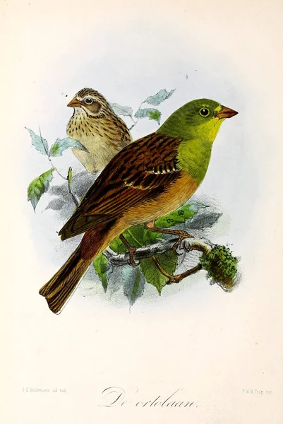 Illustration Fågel Onze Vogels Huis Tuin — Stockfoto