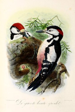 Bir kuş tasviri. Onze vogels in huis en tuin