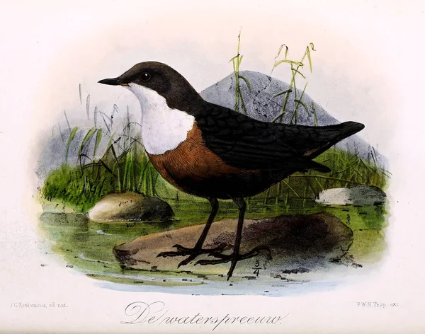 Illustrazione Uccello Onze Vogels Huis Tuin — Foto Stock
