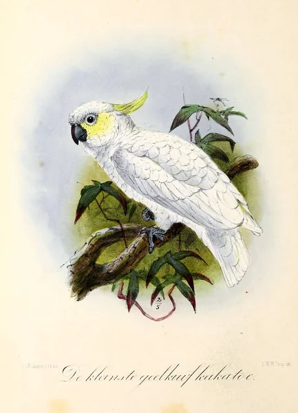 Ilustraţia Unei Păsări Voceluri Onze Huis Tuin — Fotografie, imagine de stoc