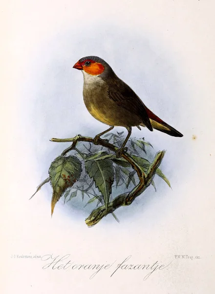 Illustratie Van Een Vogel Onze Vogels Huis Tuin — Stockfoto