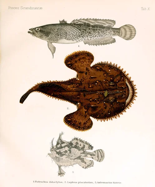 Afbeelding Van Een Vis Een Geschiedenis Van Scandinavische Vissen — Stockfoto