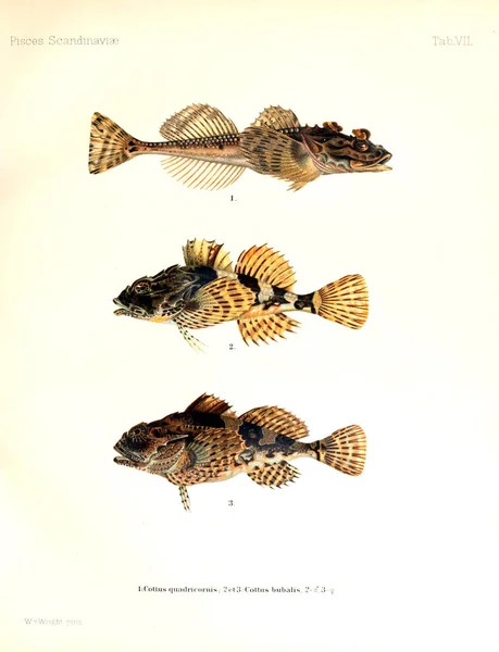 ภาพประกอบของปลา ประว ศาสตร ของปลาสแกนด เนเว — ภาพถ่ายสต็อก