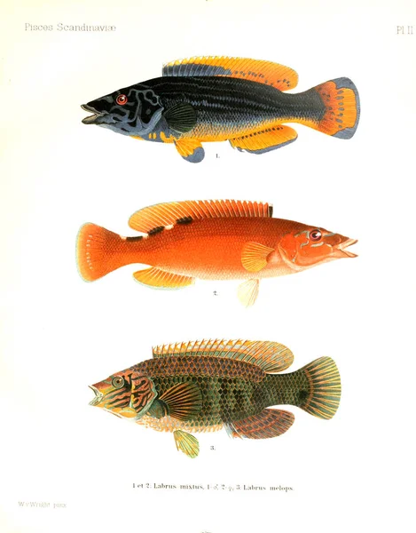 ภาพประกอบของปลา ประว ศาสตร ของปลาสแกนด เนเว — ภาพถ่ายสต็อก