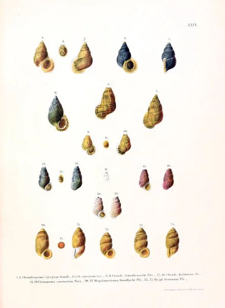 Ракушки Novitates Conchologicae Серия Prima Mollusca Extramarina — стоковое фото