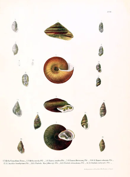 조개입니다 Novitates Conchologicae입니다 시리즈 프리마입니다 연체동물 Extramarina — 스톡 사진