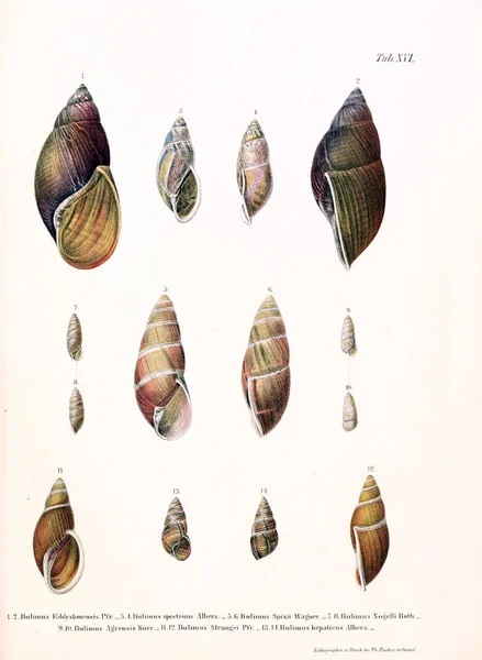 Seashells Novita Conchologicae Série Prima Molusca Extramarina — Fotografia de Stock