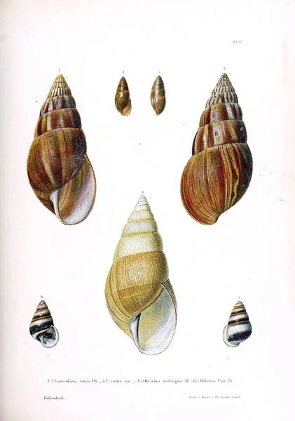Ракушки Novitates Conchologicae Серия Prima Mollusca Extramarina — стоковое фото