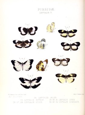 Bir kelebek resmi. Egzotik kelebek yeni türlerin çizimler: esas W. Wilson Saunder koleksiyonlardan seçilmiş