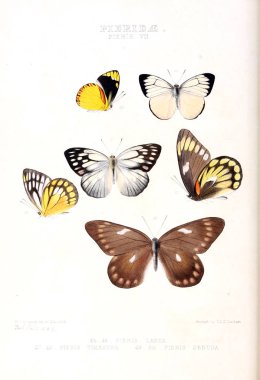 Bir kelebek resmi. Egzotik kelebek yeni türlerin çizimler: esas W. Wilson Saunder koleksiyonlardan seçilmiş