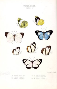 Bir kelebek resmi. Egzotik kelebek yeni türlerin çizimler: esas W. Wilson Saunder koleksiyonlardan seçilmiş