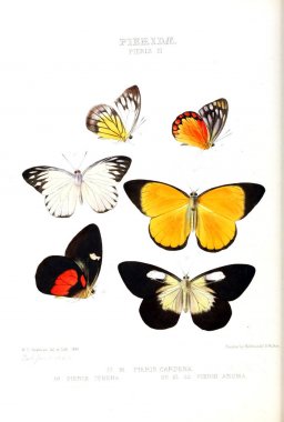 Bir kelebek resmi. Egzotik kelebek yeni türlerin çizimler: esas W. Wilson Saunder koleksiyonlardan seçilmiş