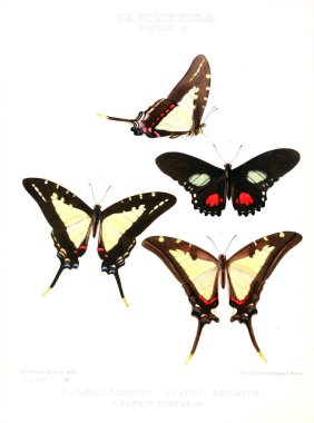 Bir kelebek resmi. Egzotik kelebek yeni türlerin çizimler: esas W. Wilson Saunder koleksiyonlardan seçilmiş