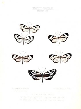 Bir kelebek resmi. Egzotik kelebek yeni türlerin çizimler: esas W. Wilson Saunder koleksiyonlardan seçilmiş