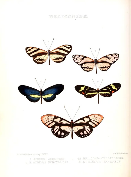 Иллюстрация Бабочки Иллюстрации Новых Видов Экзотических Бабочек Основном Коллекции Уильяма — стоковое фото