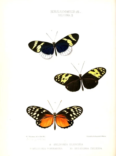 Illustration Papillon Illustrations Nouvelles Espèces Papillons Exotiques Sélectionnées Principalement Parmi — Photo