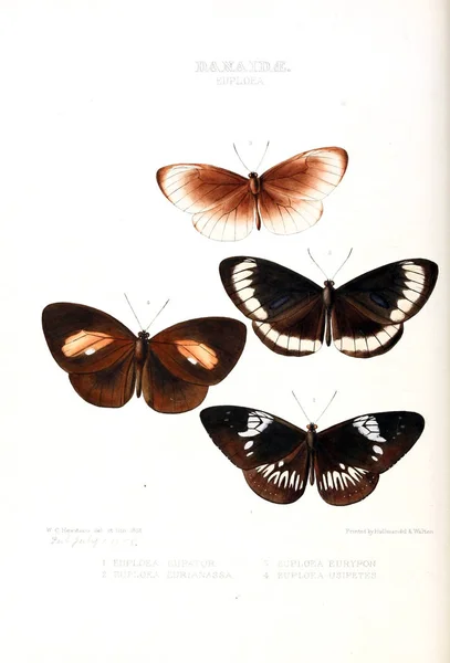Εικονογράφηση Μιας Πεταλούδας Απεικονίσεις Των Νέων Ειδών Εξωτικά Πεταλούδες Επιλέγονται — Φωτογραφία Αρχείου