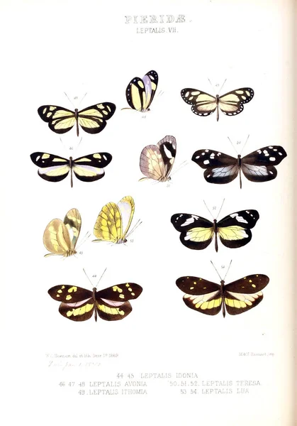 Ілюстрація Метелика Ілюстрації Нових Видів Екзотичних Метелики Відібрані Головним Чином — стокове фото
