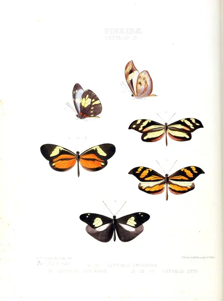 Ілюстрація Метелика Ілюстрації Нових Видів Екзотичних Метелики Відібрані Головним Чином — стокове фото