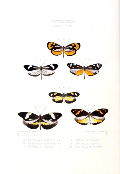 Illustration Fjäril Illustrationer Nya Arter Exotiska Fjärilar Valt Huvudsakligen Från — Stockfoto