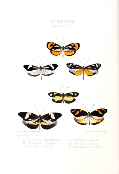 Ilustração Uma Borboleta Ilustrações Novas Espécies Borboletas Exóticas Selecionadas Principalmente — Fotografia de Stock