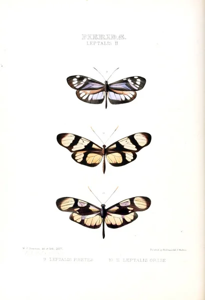Illustration Papillon Illustrations Nouvelles Espèces Papillons Exotiques Sélectionnées Principalement Parmi — Photo