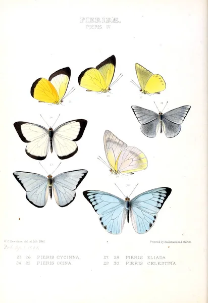 Ilustración Una Mariposa Ilustraciones Nuevas Especies Mariposas Exóticas Seleccionadas Principalmente —  Fotos de Stock