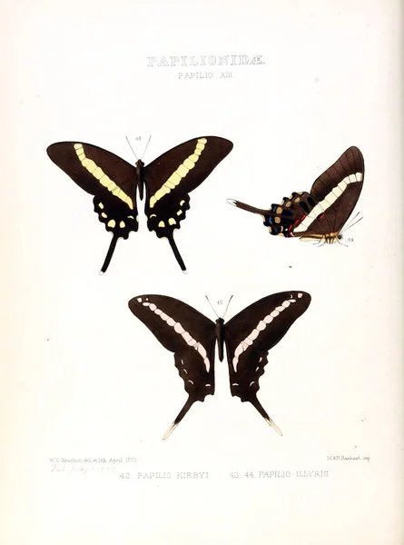 Illustration Papillon Illustrations Nouvelles Espèces Papillons Exotiques Sélectionnées Principalement Parmi — Photo