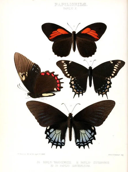 Ilustración Una Mariposa Ilustraciones Nuevas Especies Mariposas Exóticas Seleccionadas Principalmente — Foto de Stock