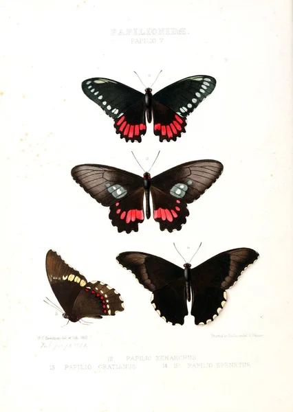 蝴蝶的例证 奇特蝴蝶新种的插图 主要从威尔逊 Saunder 的收藏品中选择 — 图库照片