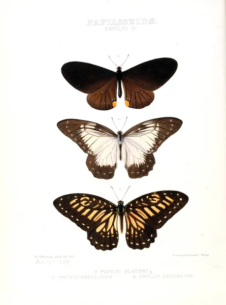 Illustration Fjäril Illustrationer Nya Arter Exotiska Fjärilar Valt Huvudsakligen Från — Stockfoto