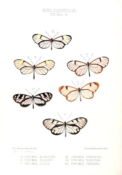 Illustration Butterfly Illustrations New Species Exotic Butterflies Selected Chiefly Collections — Stock Photo, Image
