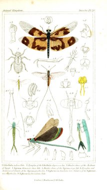 Böcekler Illustration. Hayvanlar alemi, hayvanlar doğal tarih için bir temel olarak hizmet organizasyonu göre düzenlenmiş