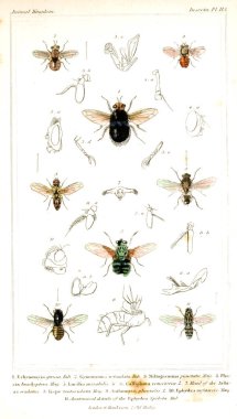Böcekler Illustration. Hayvanlar alemi, hayvanlar doğal tarih için bir temel olarak hizmet organizasyonu göre düzenlenmiş