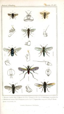 Böcekler Illustration. Hayvanlar alemi, hayvanlar doğal tarih için bir temel olarak hizmet organizasyonu göre düzenlenmiş