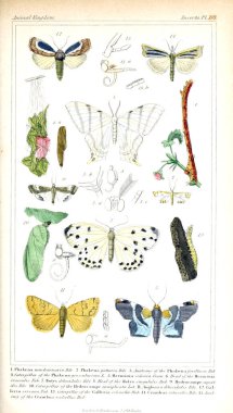 Böcekler Illustration. Hayvanlar alemi, hayvanlar doğal tarih için bir temel olarak hizmet organizasyonu göre düzenlenmiş