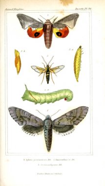 Böcekler Illustration. Hayvanlar alemi, hayvanlar doğal tarih için bir temel olarak hizmet organizasyonu göre düzenlenmiş