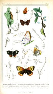 Böcekler Illustration. Hayvanlar alemi, hayvanlar doğal tarih için bir temel olarak hizmet organizasyonu göre düzenlenmiş