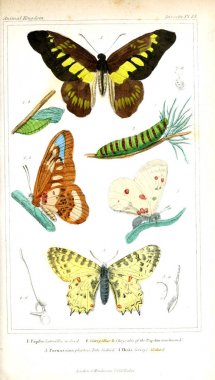 Böcekler Illustration. Hayvanlar alemi, hayvanlar doğal tarih için bir temel olarak hizmet organizasyonu göre düzenlenmiş