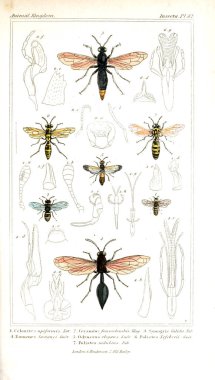 Böcekler Illustration. Hayvanlar alemi, hayvanlar doğal tarih için bir temel olarak hizmet organizasyonu göre düzenlenmiş