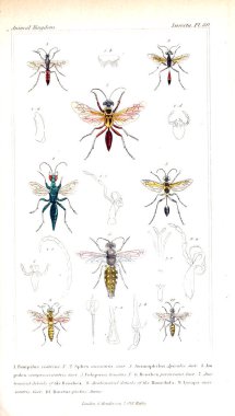 Böcekler Illustration. Hayvanlar alemi, hayvanlar doğal tarih için bir temel olarak hizmet organizasyonu göre düzenlenmiş