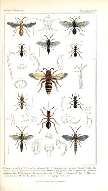 Böcekler Illustration. Hayvanlar alemi, hayvanlar doğal tarih için bir temel olarak hizmet organizasyonu göre düzenlenmiş