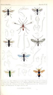 Böcekler Illustration. Hayvanlar alemi, hayvanlar doğal tarih için bir temel olarak hizmet organizasyonu göre düzenlenmiş