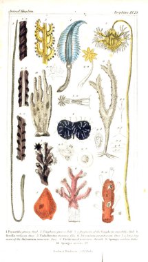 Böcekler Illustration. Hayvanlar alemi, hayvanlar doğal tarih için bir temel olarak hizmet organizasyonu göre düzenlenmiş