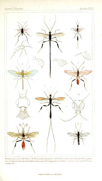 Illustration Insekter Djurriket Ordnat Enligt Dess Organisation Som Fungerar Som — Stockfoto