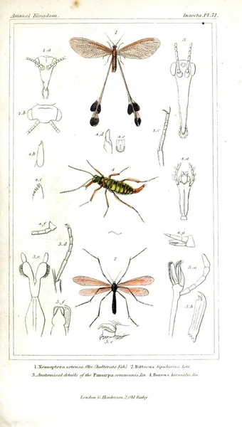 Illustration of insects. The animal kingdom, arranged according to its organization, serving as a foundation for the natural history of animals