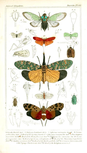 Illustration of insects. The animal kingdom, arranged according to its organization, serving as a foundation for the natural history of animals